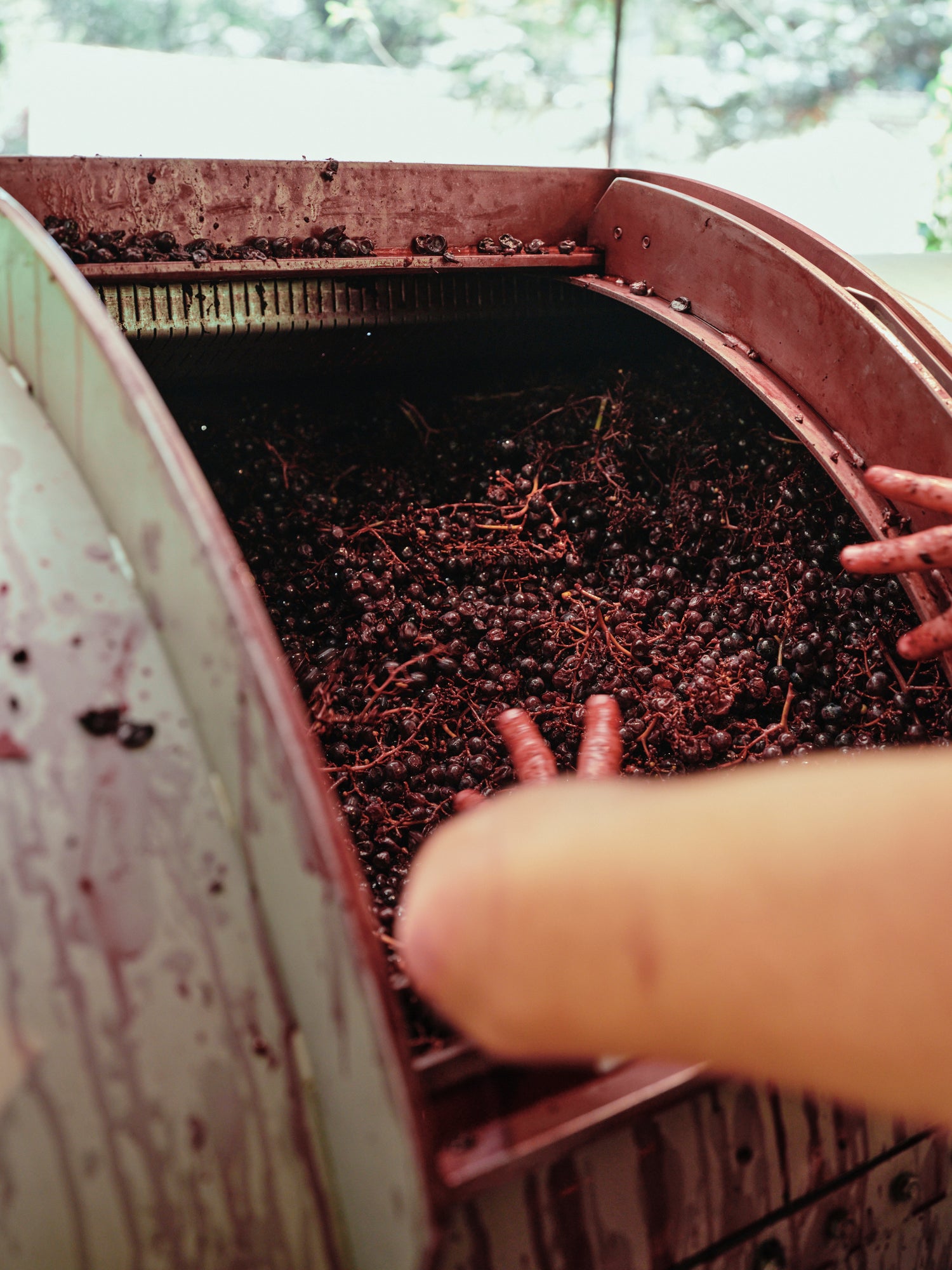 Vivente Vinhos Vivos